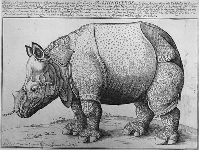 A contemporary illustration of the first rhino to visit Britain (the original picture is held in Glasgow's
		Hunterian Museum)