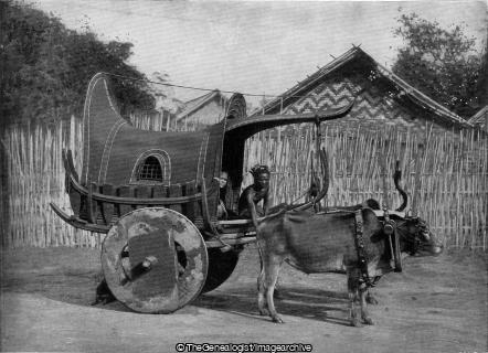 A Burmese Carriage and Pair (Burma, Burmese Carriage, C1897, Oxen, vehicle)