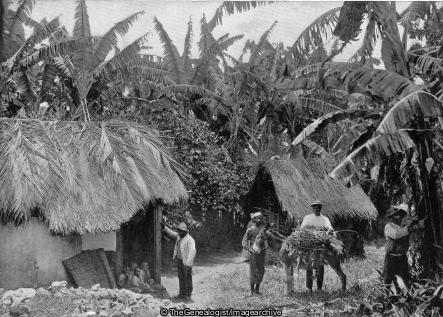 A Jamaican Homestead (1897, Caribbean, Donkey, family, Home, Jamaica)