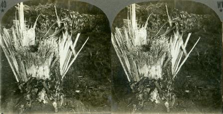 A Pioneer of the Kaisers Forests Shattered into Toothpicks by a Shell from the Russian Lines (3d, Artillery, C1915, Forest, Russian, Tree, WW1)