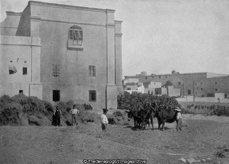 A Primitive Threshing Machine (1897, Donkey, Malta, Mediterranean, Oxen, Thresher)