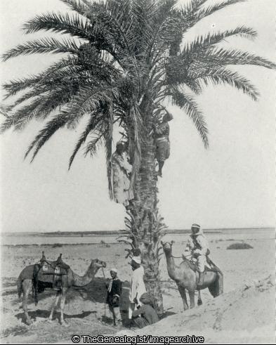 Arabs gathering Dates (Camel, Date, Egypt)