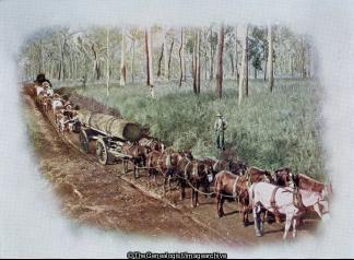 Australian Life (Australia, Horse, Wagon)