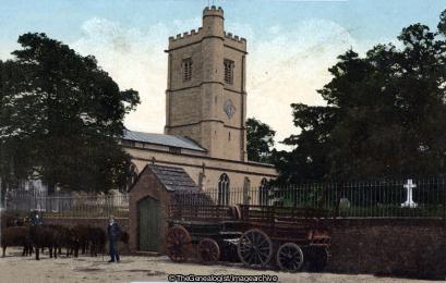 Axminister Church 1900 (Axminister, Cattle, Church, Devon, England, St Mary)