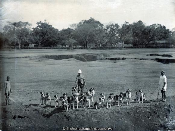 Belgaum Hounds 1895 (1895, Belgaum, Hound, India, Mysore State)
