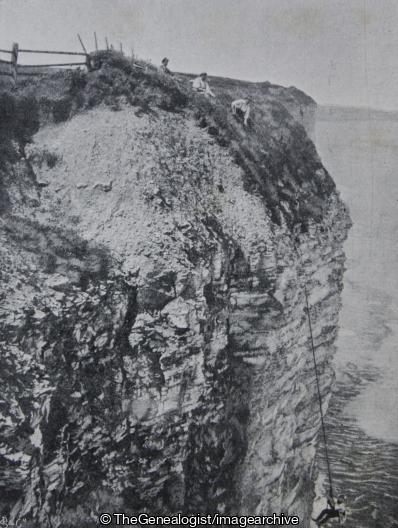 Bempton Cliffs Collecting Sea Birds Eggs ( Bempton, Cliffs)