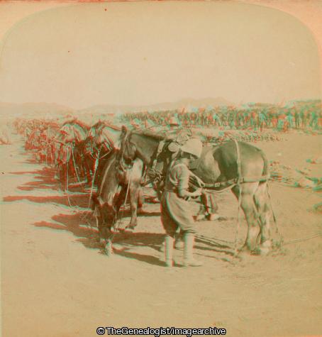 Boer War - Horse Picket of Royal Horse Artillery - Getting ready for Attack on Colesberg, South Africa (3d, Boer War, Colesberg, Horse, Horse Picket, Northern Cape, Regiment, Royal Horse Artillery, South Africa)