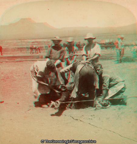 Boer War -  Shoeing Horses at Naauwpoort A South African Steed gives trouble (3d, Boer War, C1900, Farrier, Horse, Naauwpoort, Northern Cape, South Africa)
