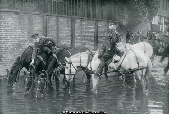 Bringing the Horses to the water (Army, Horse, WWI)