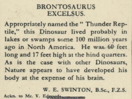 Brontosaurus Excelsus (3d, Apatosaurus, Brontosaurus, Dinosaur, Herbivore, Jurassic, North America)