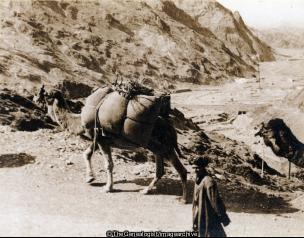 Camel Convoy Entering India through Khyber Pass (Afghanistan, C1930, Camel, India, Khyber Pass, North West Frontier Province, Pakistan)