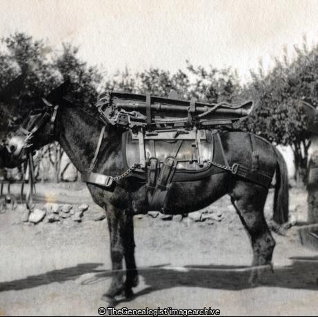 Carriage Mule (C1900, India, Kohat, Kohat Mountain Battery, North West Frontier Province, Pakistan, Regiment, Royal Artillery)