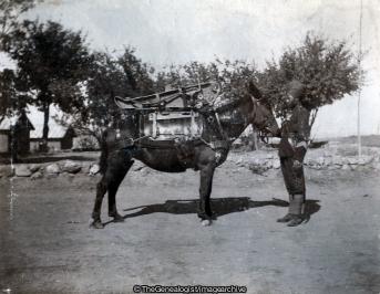 Carriage Mule (C1900, India, Kohat, Kohat Mountain Battery, Mule, North West Frontier Province, Pakistan, Regiment, Royal Artillery)
