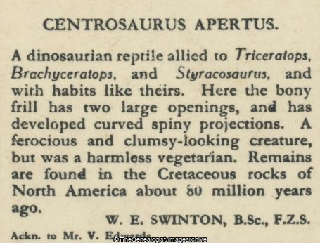 Centrosaurus Apertus (3d, Centrosaurus, Cretaceous, Dinosaur, Herbivore, North America)