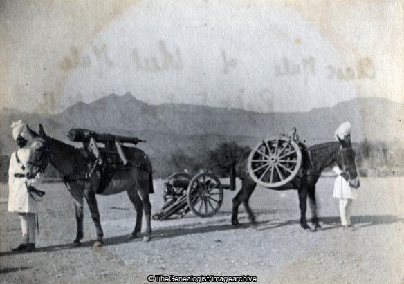 Chase Mule and Wheel Mule Right Section Kohat Mountain Battery RA Parade Ground Kohat (C1900, India, Kohat, Kohat Mountain Battery, Mule, North West Frontier Province, Pakistan, Regiment, Royal Artillery)