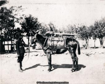 Chase Mule (C1900, India, Kohat, Kohat Mountain Battery, North West Frontier Province, Pakistan, Regiment, Royal Artillery)
