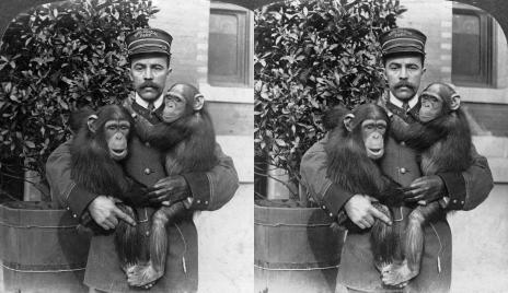 Chimpanzees, most man like of the apes, Bronx Park (3d, Bronx Park, Chimpanzee, New York, New York State, U.S.A., Zoo)
