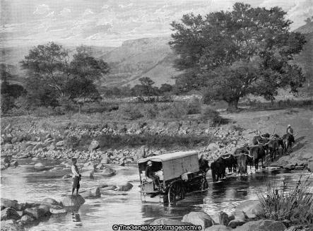 Crossing a South African Drift (Cart, Cattle, Elands River, Oxen, River, South Africa)