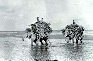 Elephants loaded walking in sea (Beach, Elephant, India)