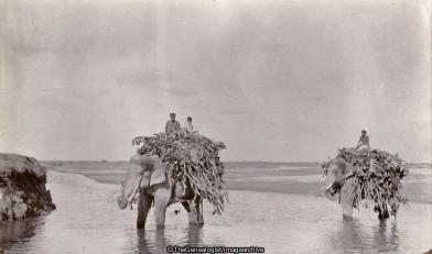 Elephants loaded walking on beach (Beach, Elephant, India)