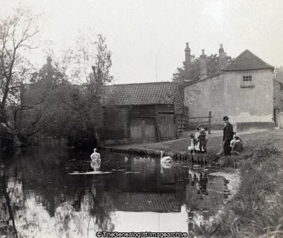 Ewell Surrey May 1901 (Ewell, Pond, Surrey, Swan)
