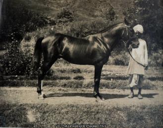 Freddy Horse (Horse, India, Syce)