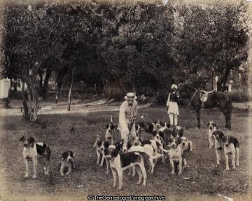 Harrison MFH Belgaum Hounds 1895 (1895, Belgaum, Horse, Hound, India, Karnataka, Mysore State, Syce)