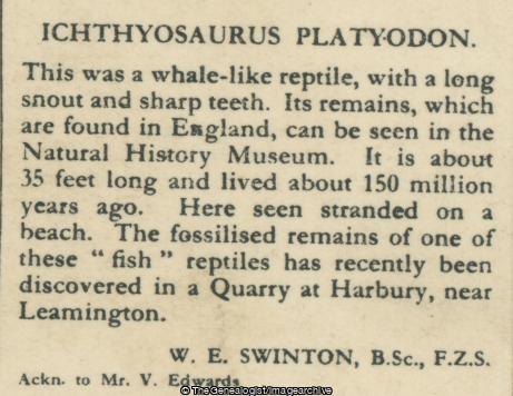 Ichthyosaurus Platyodon (3d, Dinosaur, England, Ichthyosaur, Marine Reptile, Mesozoic)