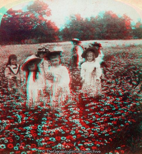 In the Daisy Field 1897 (1897, 3d, Flower Picking, Social)