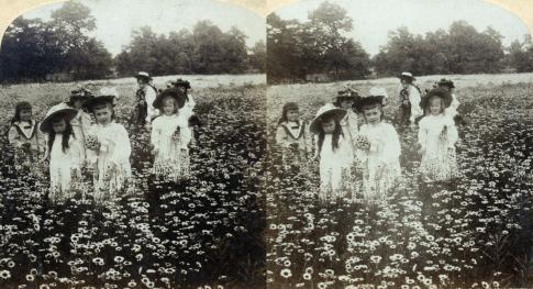 In the Daisy Field 1897 (1897, 3d, Flower Picking, Social)