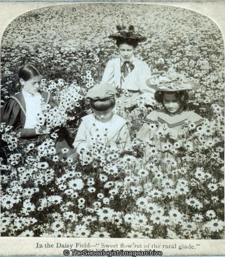In the daisy field Sweet Glade 1897 (1897, 3d, Flower Picking, Social)