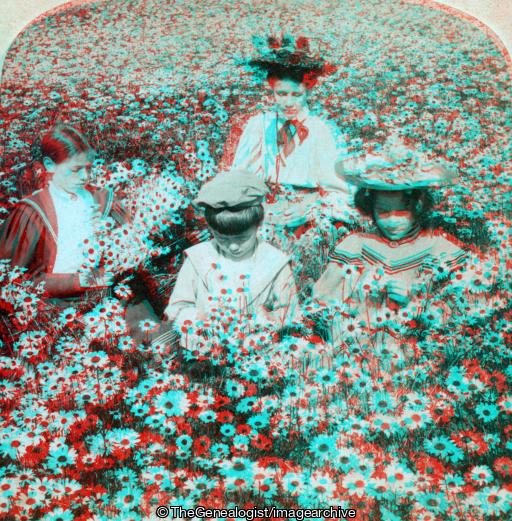In the daisy field Sweet Glade 1897 (1897, 3d, Flower Picking, Social)