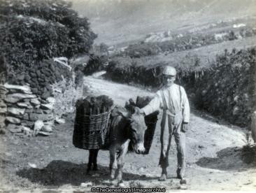 Irish Turf Carrier (Donkey, Farming, Ireland, Peat Farming)
