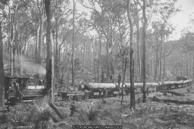 Jarrah Wood in Western Australia (Australia, Jarrah Wood, Logging, Railway, steam engine)