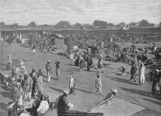 Market Square Peshawur (Camel, India, Khyber Pass, Market, Market Square, North West Frontier Province, Pakistan, Peshawar, Zebu)