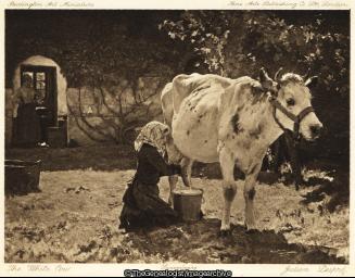 milking cow maid milk (Cow, Milk Maid, Milking)