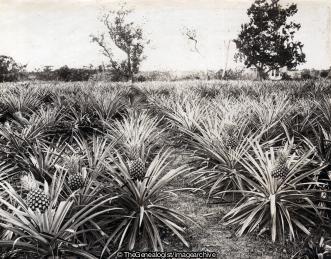 Pineapples (Caribbean, Jamaica, Pineapple)