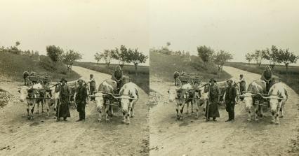 Primitive Methods of Transportation Still Prevailing in Rural Hungary (3d, Cart, Hungary, Oxen)