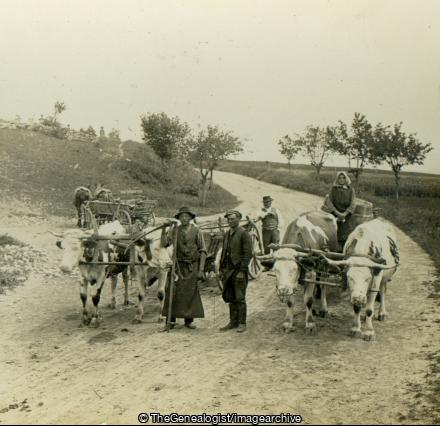 Primitive Methods of Transportation Still Prevailing in Rural Hungary (3d, Cart, Hungary, Oxen)