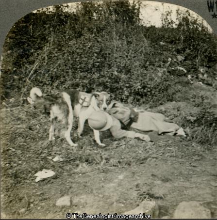 Red Cross Dog and Soldier for Whom He Got Help (3d, Dog, French, Red Cross, Red Cross Dog, Series, Wounded, WW1)