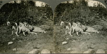 Red Cross Dog and Soldier for Whom He Got Help (3d, Dog, French, Red Cross, Red Cross Dog, Series, Wounded, WW1)
