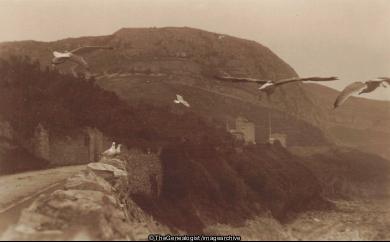 Seagulls Llandudno (Great Orme, Llandudno, Seagull, Wales)