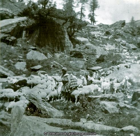 Sheep Coming over the Rhotung Pass (1905, C1900, Himachal Pradesh, India, Kullu Valley, Rhotang Pass, Sheep, Shepherd)