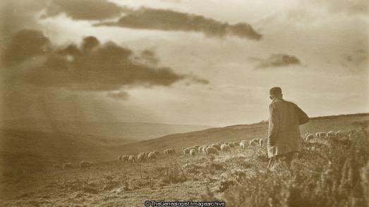Shepherd (Sheep, Shepherd)