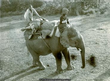 Shooting Kheri District Christmas 1906 Tiger Hunt on Elephant Back (1906, Christmas, Elephant, Kheri, Mahout, Tiger, United Provinces)