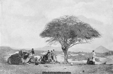 Somaliland (Africa, Camel, Somalia, Tree)