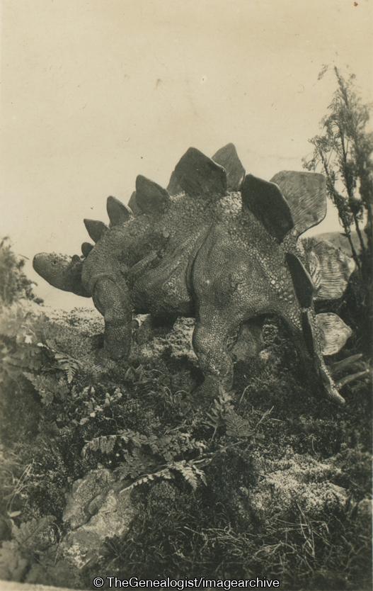 Stegosaurus Stenops (3d, Dinosaur, Herbivore, Jurassic, North America, Stegosaurus)