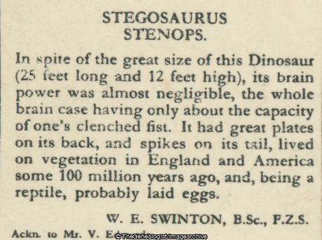 Stegosaurus Stenops (3d, Dinosaur, Herbivore, Jurassic, North America, Stegosaurus)