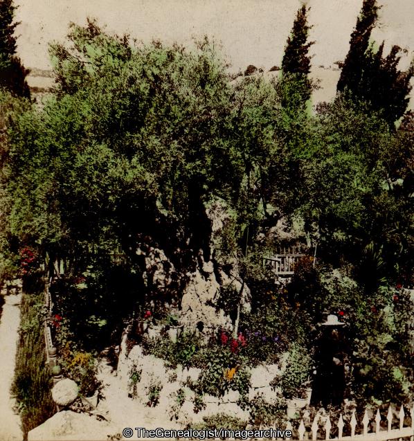 The Old Olive Tree Garden of Gethsemane Palestine (3d, Garden of Gethsemane, Olive Tree, Palestine)