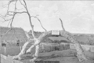 The Proclamation Tree South Australia (1836, Adelaide, Australia, Glenelg North, Old Gum Tree, South Australia)